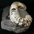 Stunning Russian Heteromorph Ammonite - Argyllite Base #15585-3